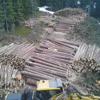 gefällte Bäume von Markus Klausner Holzschlägerungen & -bringung