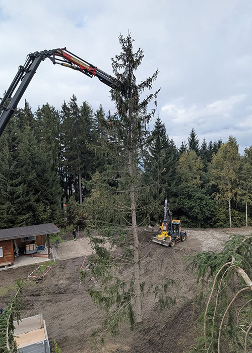 Fällen eines Nadelbaums in bergiger Umgebung