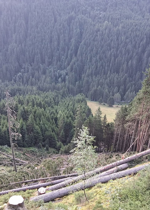 Holzschlägerung an einem Bergabhang