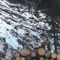 gefällte Bäume von Markus Klausner Holzschlägerungen & -bringung
