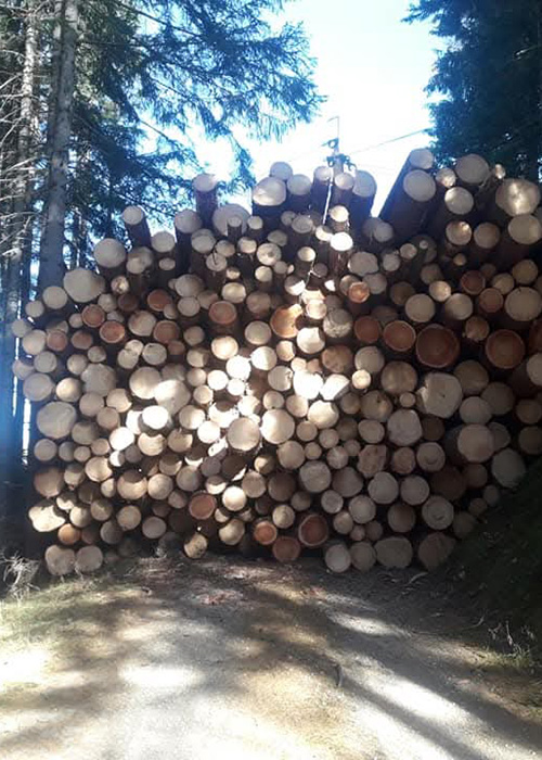 Gestapelte Holzstämme auf Waldweg