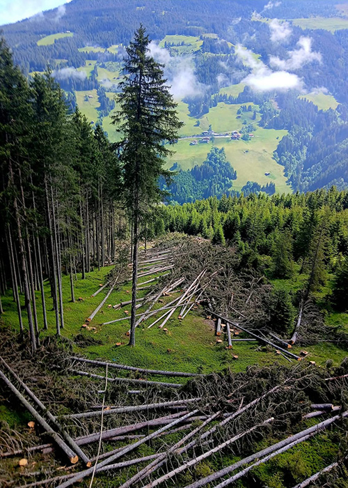 Problembaumfällung am Berghang