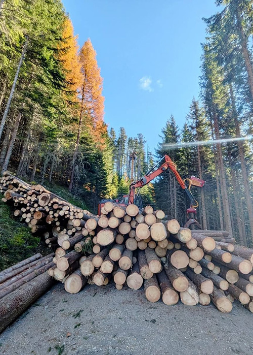 Holzstämme auf Waldweg